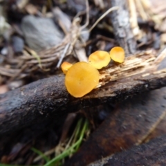 Heterotextus sp. at Bolaro, NSW - 11 Jul 2021 11:15 AM