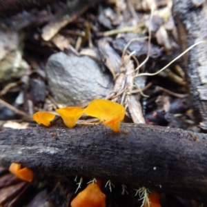 Heterotextus sp. at Bolaro, NSW - 11 Jul 2021 11:15 AM