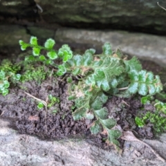 Asplenium subglandulosum (Blanket Fern) at Springdale Heights, NSW - 19 Jul 2021 by ChrisAllen