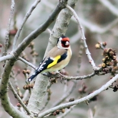 Carduelis carduelis (European Goldfinch) at Wodonga, VIC - 18 Jul 2021 by Kyliegw