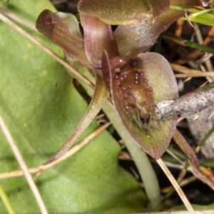 Chiloglottis turfosa at suppressed - 7 Feb 2021