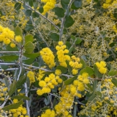 Acacia podalyriifolia (Queensland Silver Wattle) at East Albury, NSW - 19 Jul 2021 by Darcy