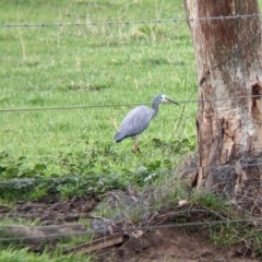 Egretta novaehollandiae (White-faced Heron) at Wirlinga, NSW - 19 Jul 2021 by Darcy