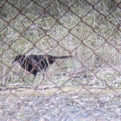 Corcorax melanorhamphos (White-winged Chough) at Thurgoona, NSW - 19 Jul 2021 by Darcy