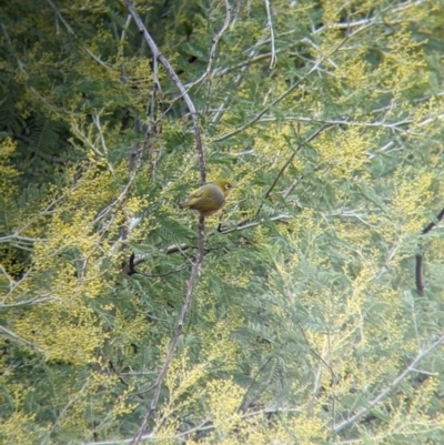 Zosterops lateralis (Silvereye) at Lake Hume Village, NSW - 19 Jul 2021 by Darcy