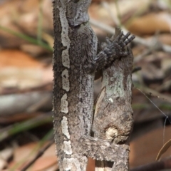 Amphibolurus muricatus (Jacky Lizard) at Linden, NSW - 2 Feb 2009 by PatrickCampbell