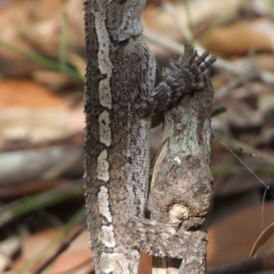 Amphibolurus muricatus (Jacky Lizard) at Linden, NSW - 2 Feb 2009 by PatrickCampbell