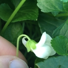 Viola odorata at O'Connor, ACT - 18 Jul 2021