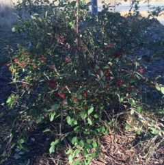 Cotoneaster glaucophyllus (Cotoneaster) at O'Connor Ridge to Gungahlin Grasslands - 18 Jul 2021 by NedJohnston