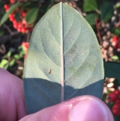 Cotoneaster glaucophyllus at O'Connor, ACT - 18 Jul 2021 09:33 AM