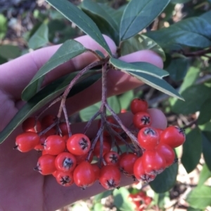 Cotoneaster glaucophyllus at O'Connor, ACT - 18 Jul 2021 09:33 AM