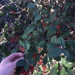 Cotoneaster glaucophyllus at O'Connor, ACT - 18 Jul 2021 09:33 AM