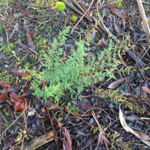 Cheilanthes sieberi at Lyneham, ACT - 18 Jul 2021