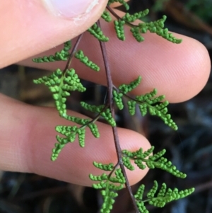 Cheilanthes sieberi at Lyneham, ACT - 18 Jul 2021