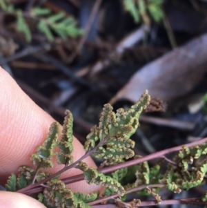 Cheilanthes sieberi at Lyneham, ACT - 18 Jul 2021