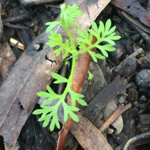 Cotula australis at Lyneham, ACT - 18 Jul 2021