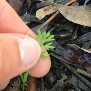 Cotula australis at Lyneham, ACT - 18 Jul 2021