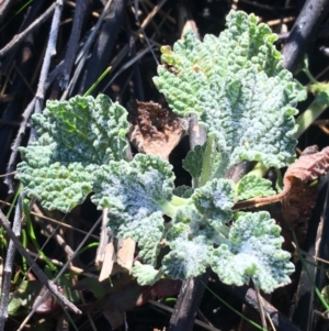 Marrubium vulgare at Lyneham, ACT - 18 Jul 2021