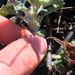 Marrubium vulgare at Lyneham, ACT - 18 Jul 2021