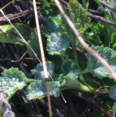 Marrubium vulgare at Lyneham, ACT - 18 Jul 2021