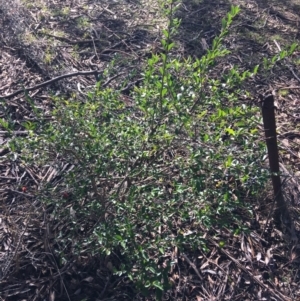 Ligustrum sinense at Kaleen, ACT - 18 Jul 2021 10:00 AM