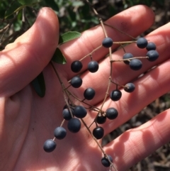 Ligustrum sinense at Kaleen, ACT - 18 Jul 2021 10:00 AM