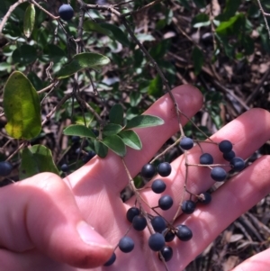 Ligustrum sinense at Kaleen, ACT - 18 Jul 2021 10:00 AM