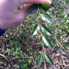 Ligustrum sinense at Kaleen, ACT - 18 Jul 2021 10:00 AM