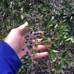 Ligustrum sinense at Kaleen, ACT - 18 Jul 2021 10:00 AM