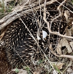 Tachyglossus aculeatus (Short-beaked Echidna) at Table Top, NSW - 19 Jul 2021 by PaulF