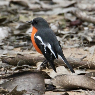 Petroica phoenicea (Flame Robin) at Table Top, NSW - 19 Jul 2021 by PaulF