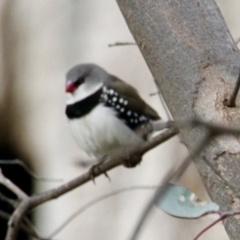 Stagonopleura guttata (Diamond Firetail) at Table Top, NSW - 19 Jul 2021 by PaulF