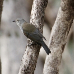 Colluricincla harmonica (Grey Shrikethrush) at Table Top, NSW - 19 Jul 2021 by PaulF