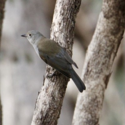 Colluricincla harmonica (Grey Shrikethrush) at Table Top, NSW - 19 Jul 2021 by PaulF