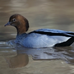 Chenonetta jubata at Majura, ACT - 18 Jul 2021