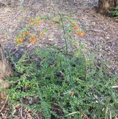 Pyracantha fortuneana (Firethorn) at O'Connor Ridge to Gungahlin Grasslands - 18 Jul 2021 by NedJohnston