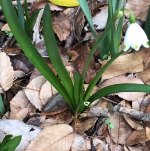 Leucojum aestivum at O'Connor, ACT - 18 Jul 2021