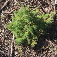 Juniperus communis (Juniper) at Kaleen, ACT - 17 Jul 2021 by Ned_Johnston