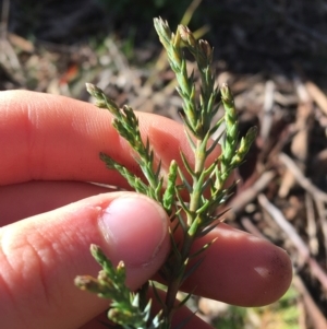 Juniperus communis at Kaleen, ACT - 18 Jul 2021