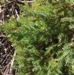 Juniperus communis at Kaleen, ACT - 18 Jul 2021