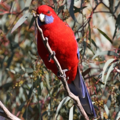 Platycercus elegans (Crimson Rosella) at Majura, ACT - 18 Jul 2021 by jb2602