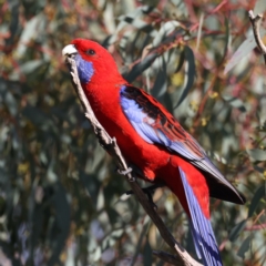 Platycercus elegans at Majura, ACT - 18 Jul 2021 10:45 AM