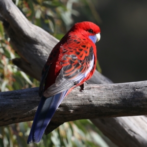 Platycercus elegans at Majura, ACT - 18 Jul 2021 10:45 AM