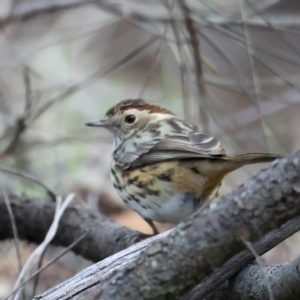 Pyrrholaemus sagittatus at Majura, ACT - 18 Jul 2021