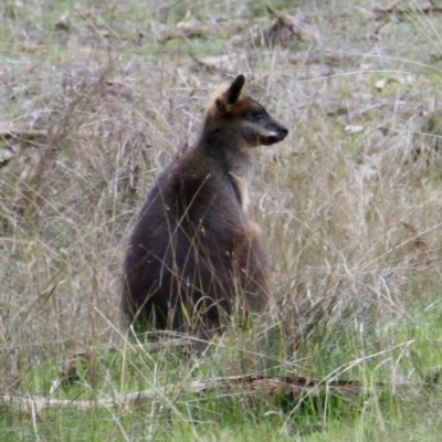 Wallabia bicolor (Swamp Wallaby) at Table Top, NSW - 19 Jul 2021 by PaulF