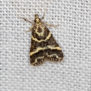 Scoparia spelaea at Paddys River, ACT - 12 Nov 2018