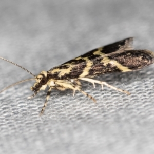 Scoparia spelaea at Paddys River, ACT - 12 Nov 2018