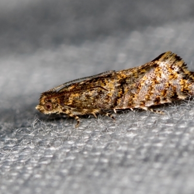 Isochorista (genus) (A Tortricid moth) at Paddys River, ACT - 11 Nov 2018 by Bron