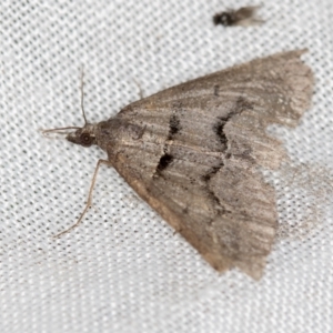 Dichromodes estigmaria at Paddys River, ACT - 12 Nov 2018 08:11 AM