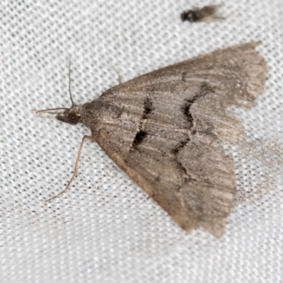 Dichromodes estigmaria (Pale Grey Heath Moth) at Paddys River, ACT - 11 Nov 2018 by Bron